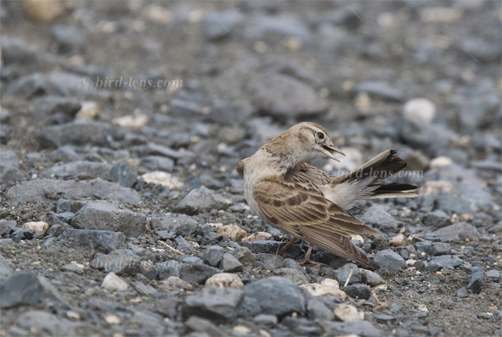 Kurzzehenlerche Kurzzehenlerche