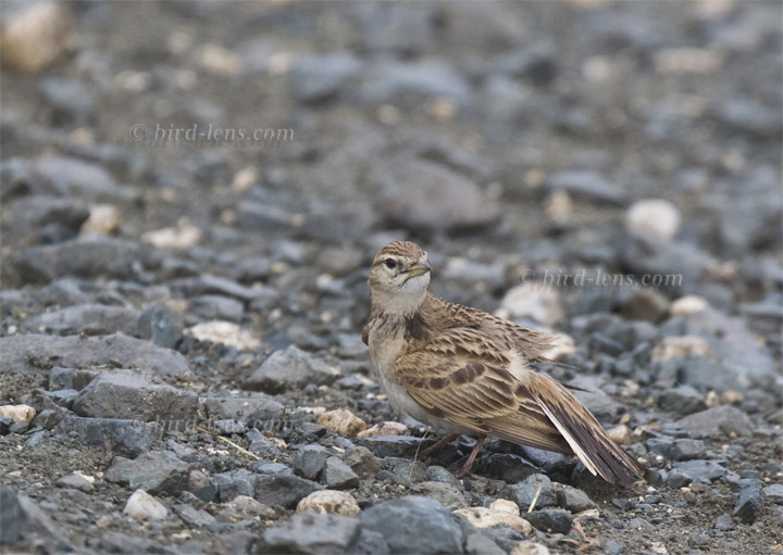 Kurzzehenlerche Kurzzehenlerche