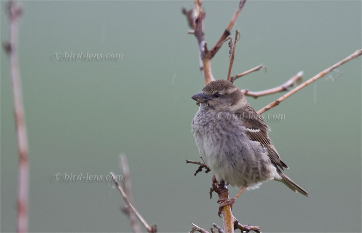 Weidensperling Weidensperling