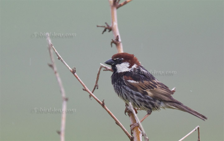 Weidensperling Weidensperling