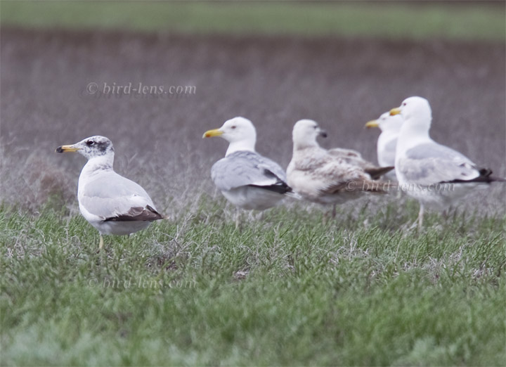 Fischmöwe Fischmöwe