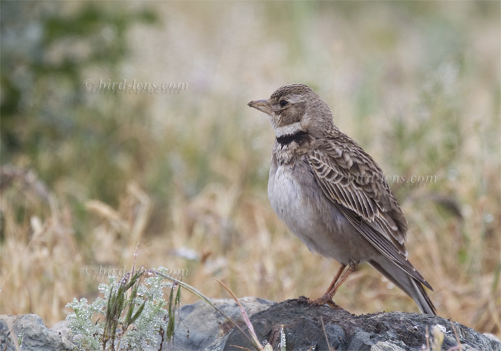 Kalanderlerche Kalanderlerche