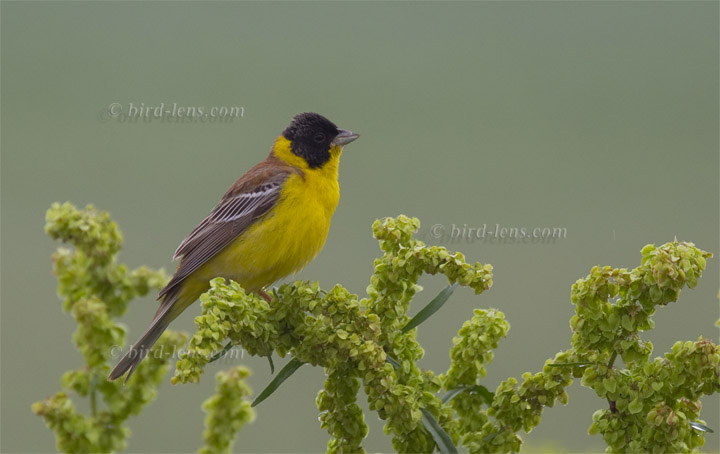 Kappenammer Kappenammer