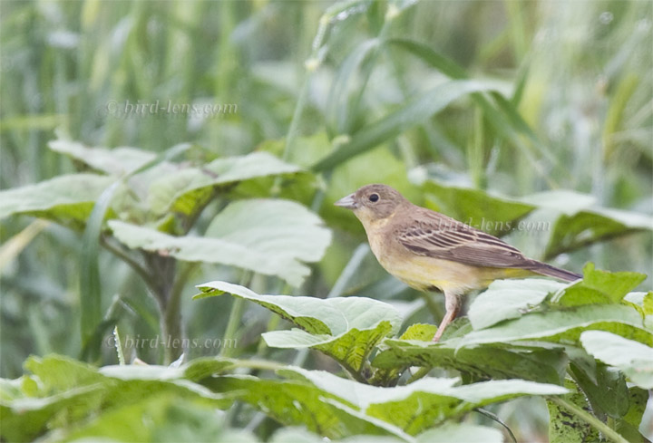 Kappenammer Kappenammer