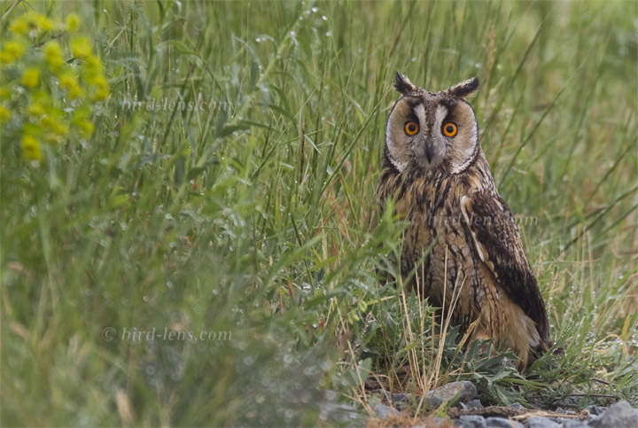 Waldohreule Waldohreule