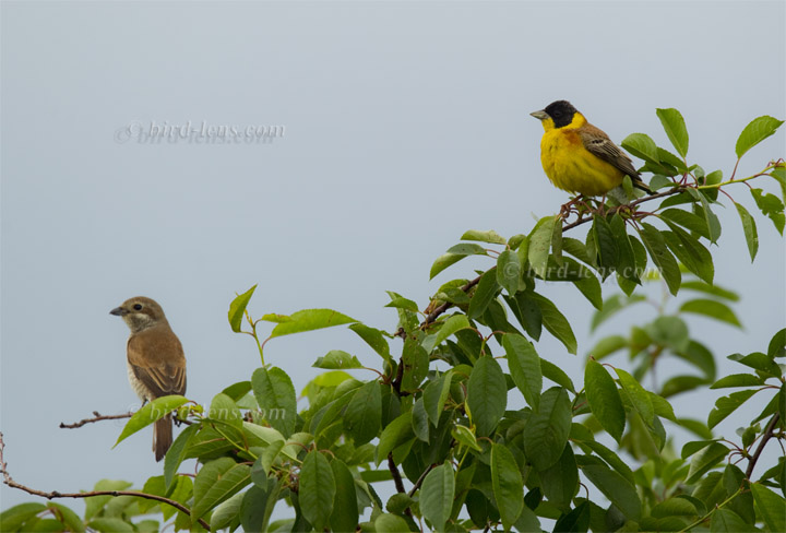 Kappenammer Kappenammer