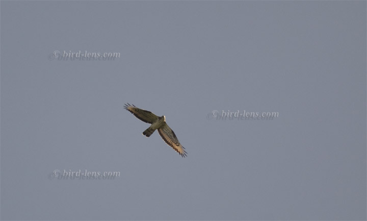 Wespenbussard Wespenbussard