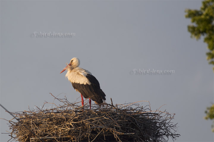 Weißstorch Weißstorch