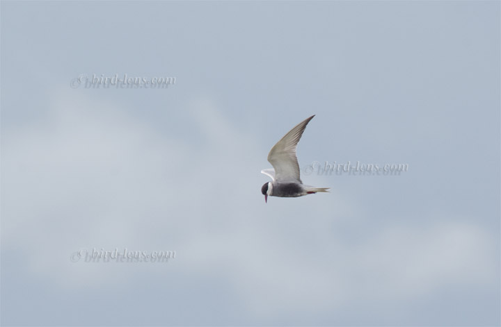 Weissbart-Seeschwalbe Weissbart-Seeschwalbe