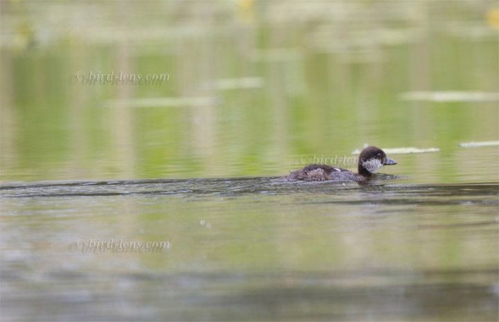 Schellente Schellente