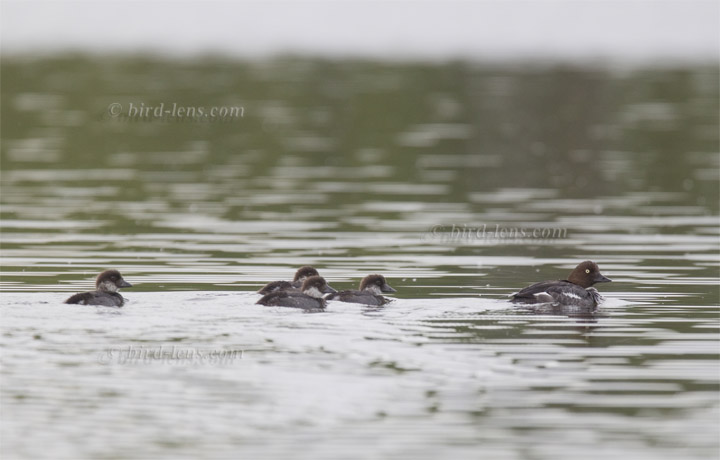 Schellente Schellente