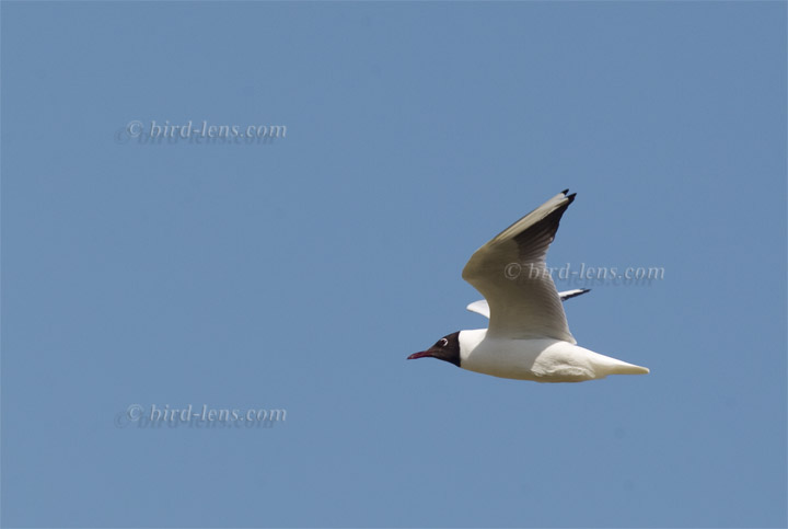 Common Black-headed Gull Common Black-headed Gull