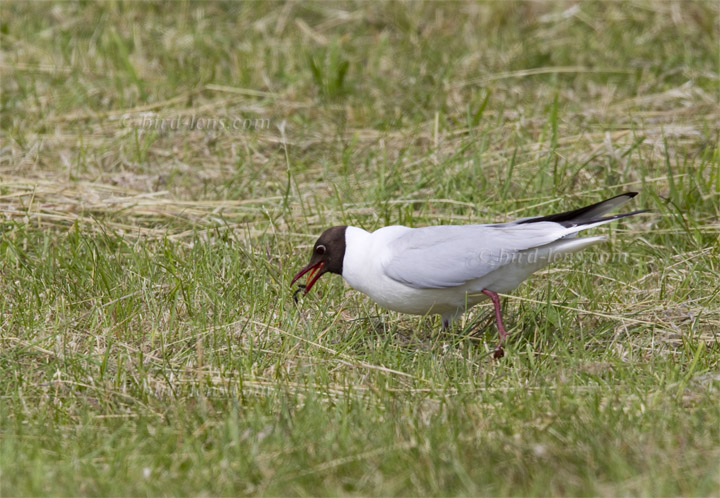 Common Black-headed Gull Common Black-headed Gull