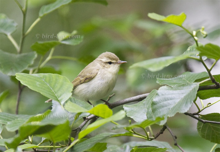 Grünlaubsänger Grünlaubsänger