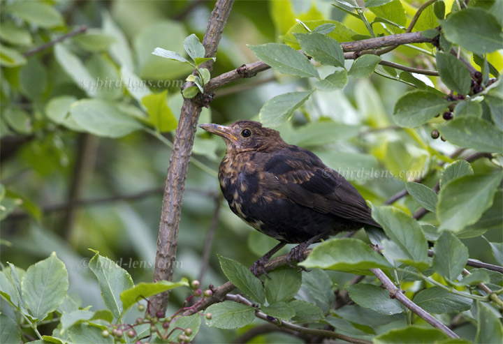 Amsel Amsel