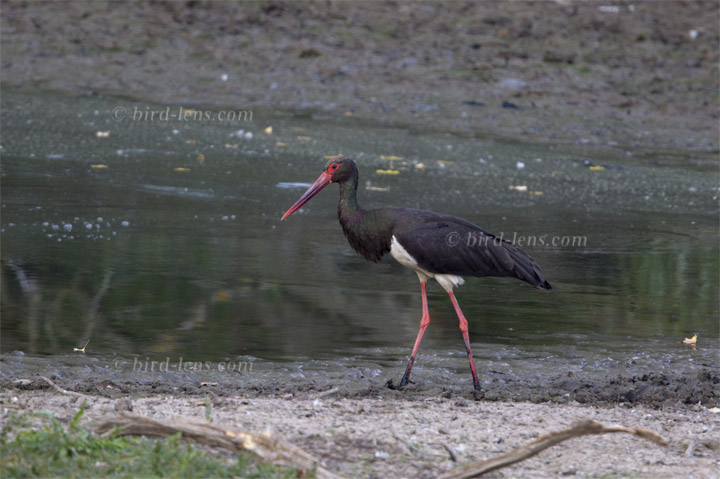 Schwarzstorch Schwarzstorch