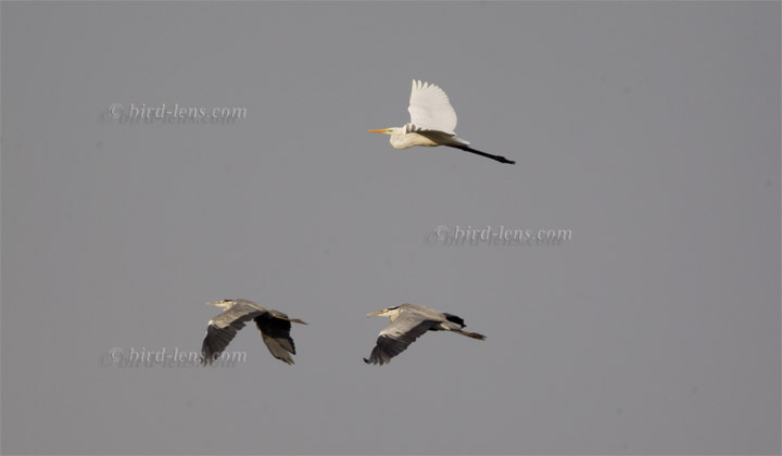 Silberreiher Silberreiher