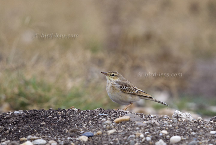 Brachpieper Brachpieper