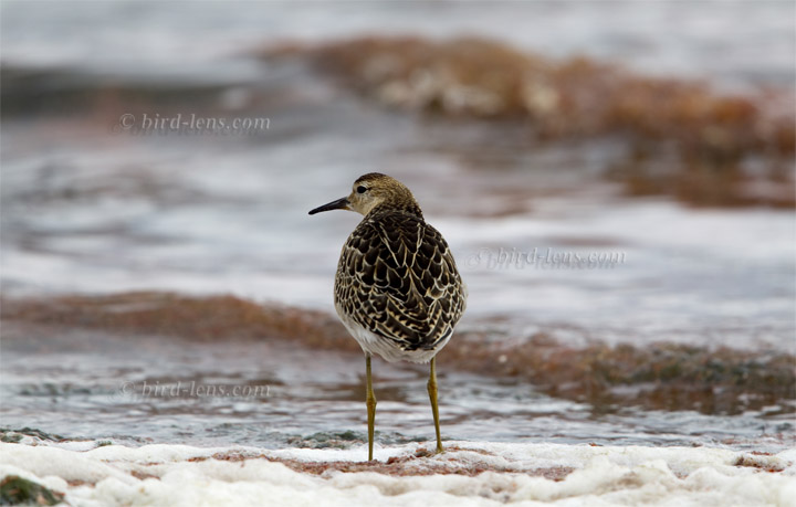 Kampfläufer Kampfläufer