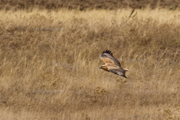 Long-legged Buzzard