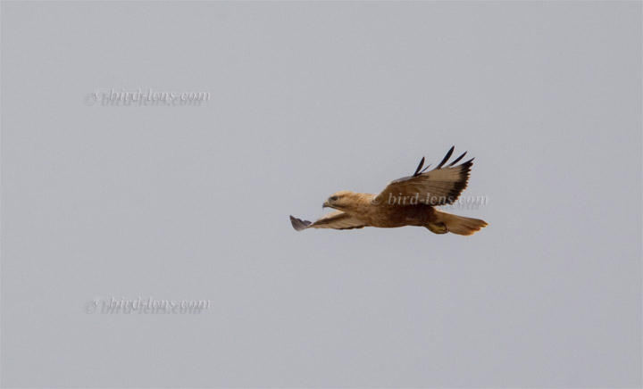 Long-legged Buzzard