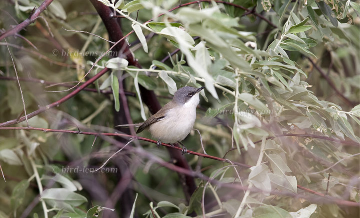 Klappergrasmücke Klappergrasmücke
