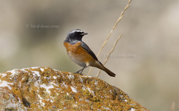 Gartenrotschwanz Gartenrotschwanz