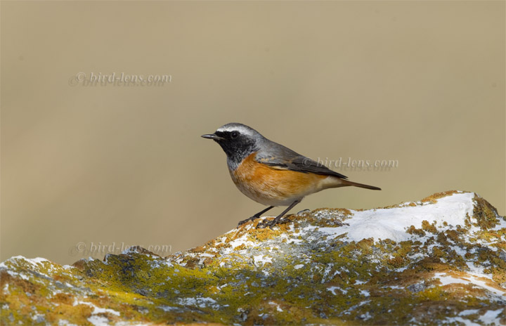 Gartenrotschwanz Gartenrotschwanz