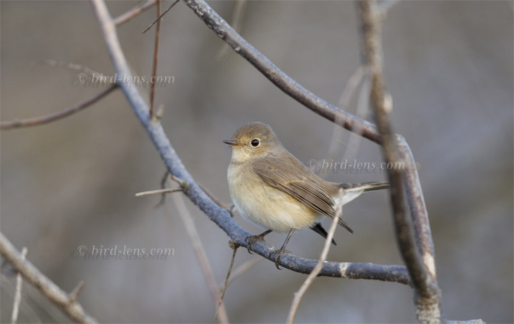 Zwergschnäpper Zwergschnäpper