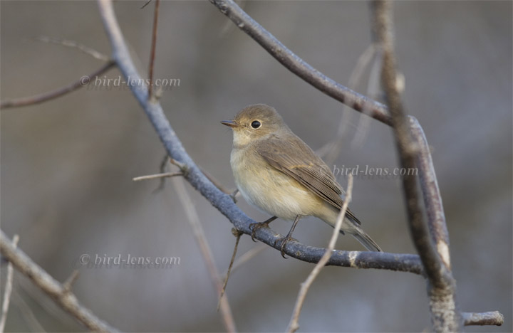 Zwergschnäpper Zwergschnäpper