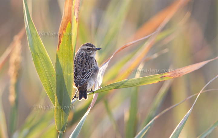 Braunkehlchen Braunkehlchen