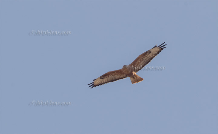 Long-legged Buzzard