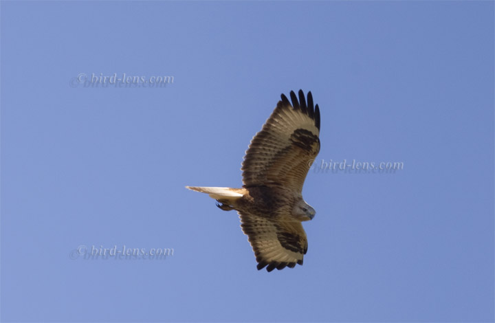 Long-legged Buzzard