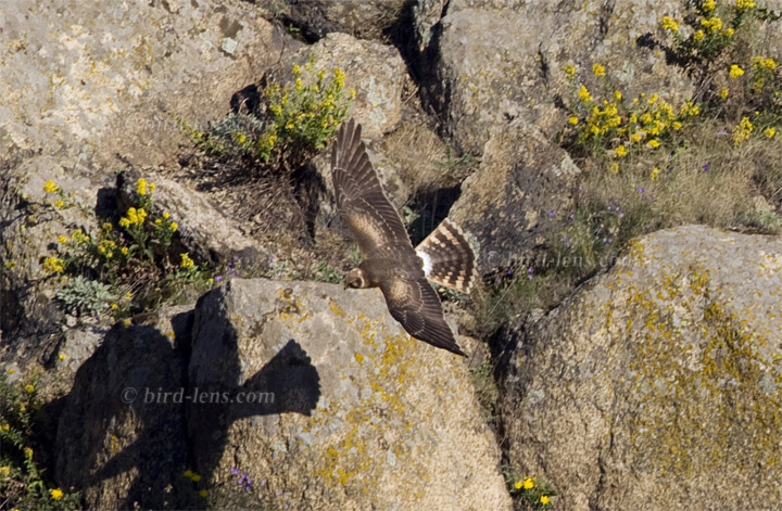 Steppenweihe Steppenweihe