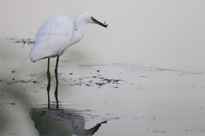 Seidenreiher Seidenreiher