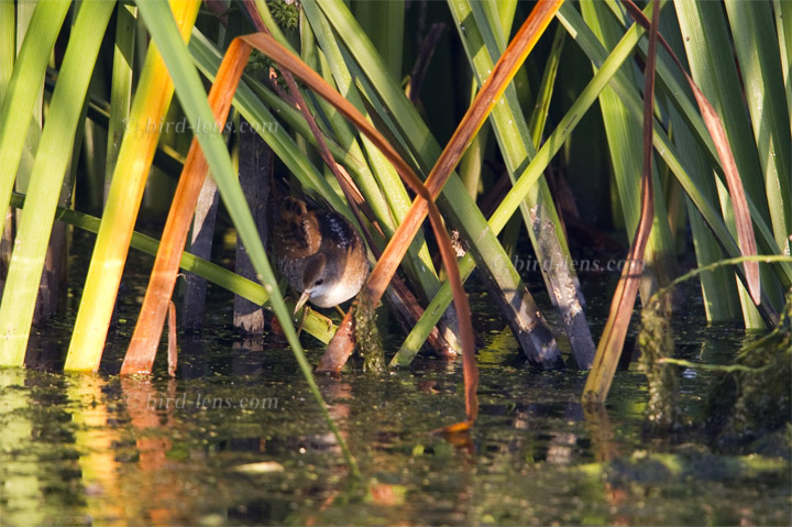 Kleines Sumpfhuhn Kleines Sumpfhuhn