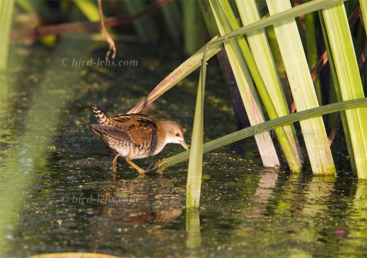 Kleines Sumpfhuhn Kleines Sumpfhuhn