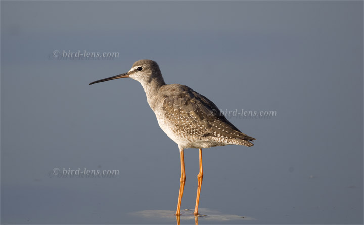 Dunkler Wasserläufer
