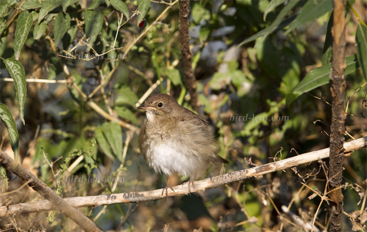 Nachtigall Nachtigall