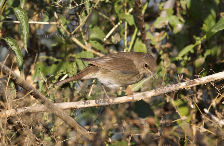 Nachtigall Nachtigall