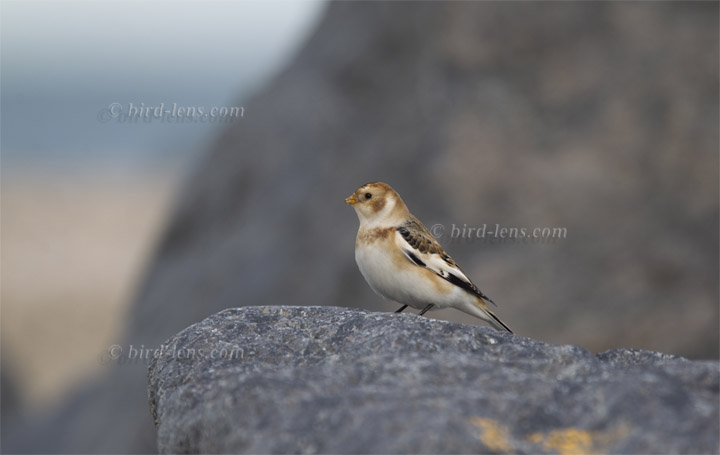 Schneeammer Schneeammer