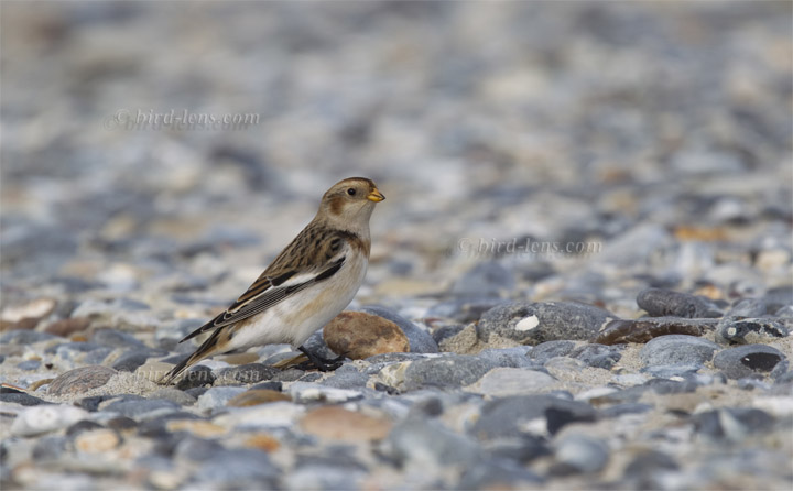 Schneeammer Schneeammer