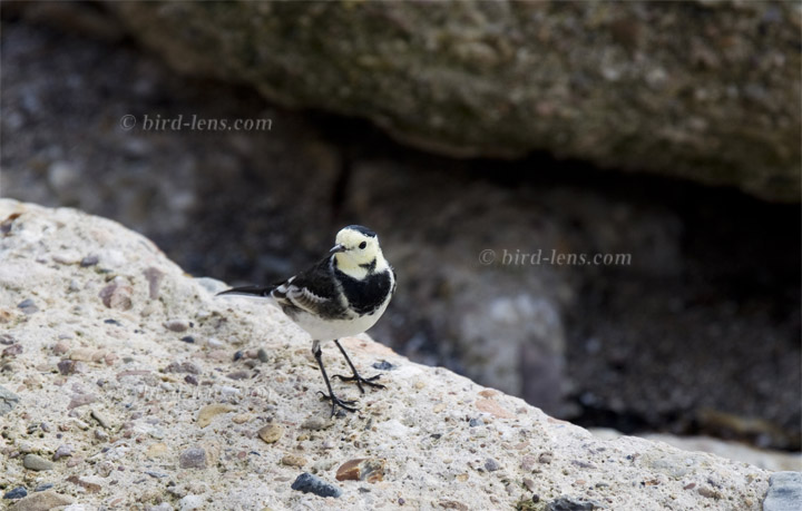 Pied Wagtail Pied Wagtail