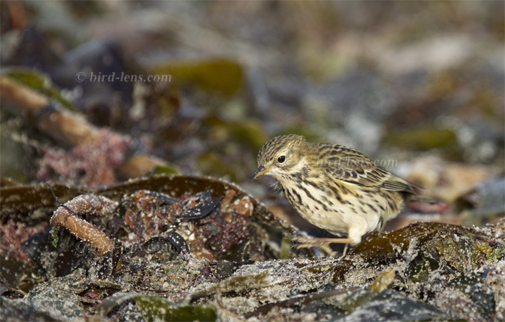 Wiesenpieper Wiesenpieper