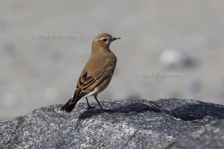 Steinschmätzer Steinschmätzer