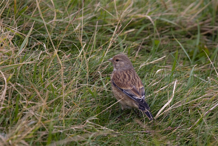 Bluthänfling Bluthänfling