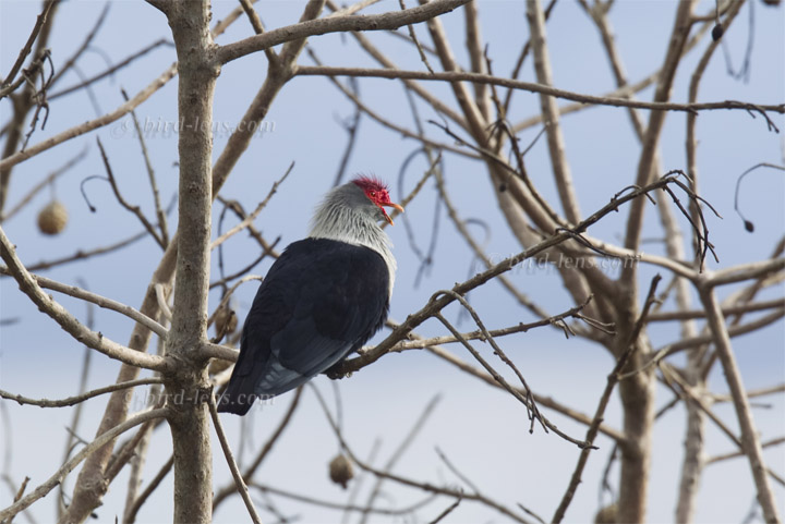 Warzenfruchttaube Warzenfruchttaube