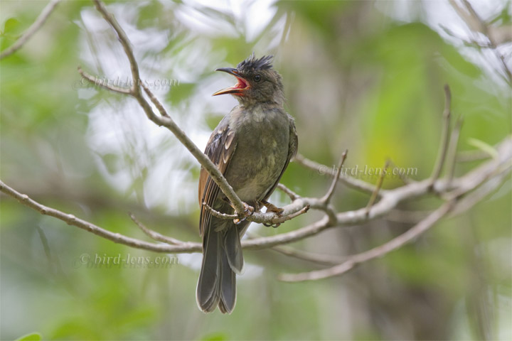 Dickschnabelbülbül