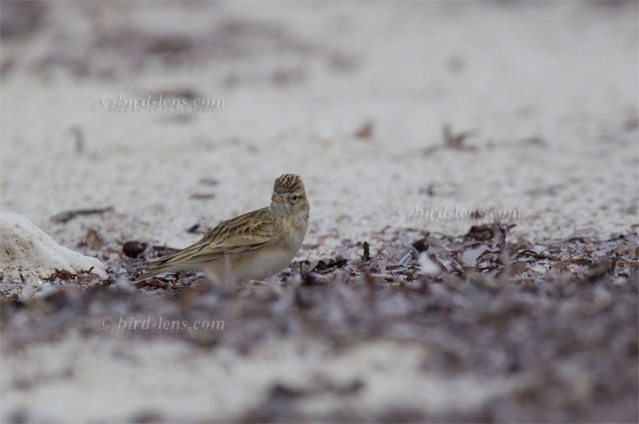 Kurzzehenlerche