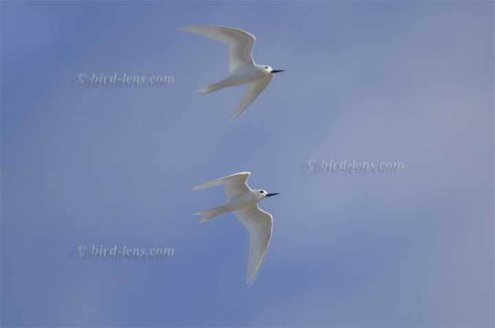 Common White-Tern
